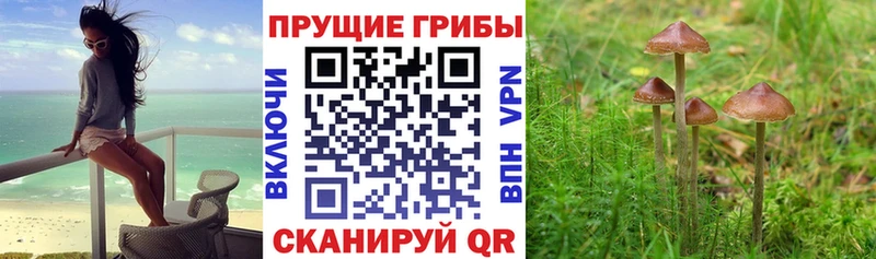 Галлюциногенные грибы прущие грибы  Купить где  Орлов 